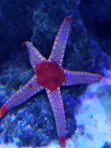 Tile Fromia Starfish