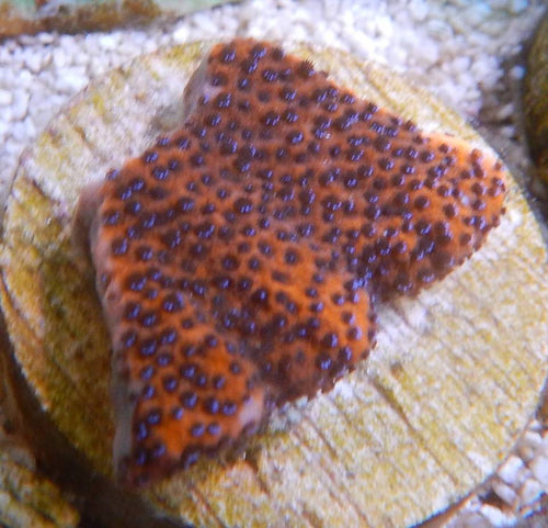 Reverse Superman Montipora