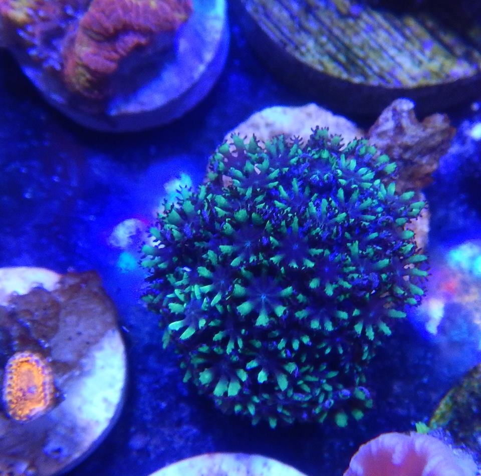 Blue Sympodium