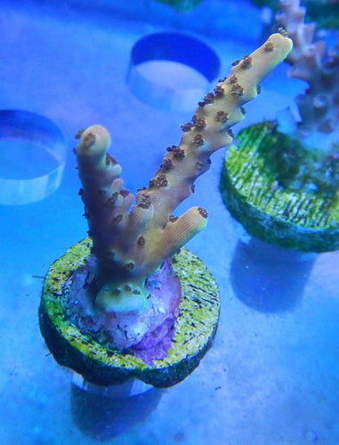 PC Rainbow Acropora