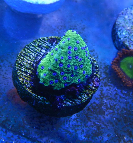 TCR Blue Polyp Neon Monti