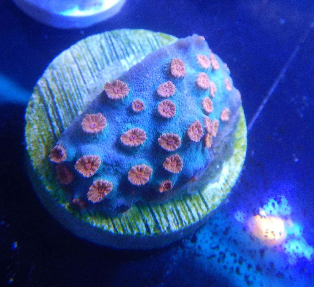 Meteor Shower Cyphastrea