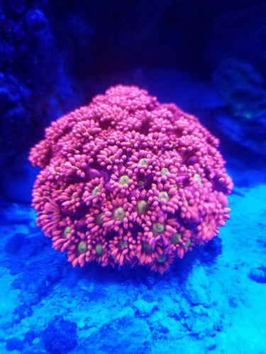 Crazy awesome red with yellow centers and blue tips goniopora