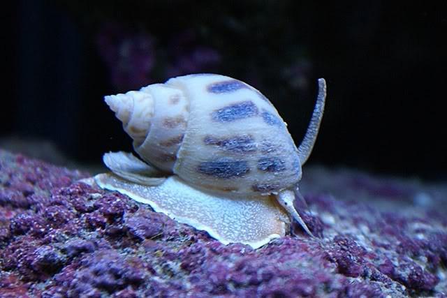 Nassarius Snail