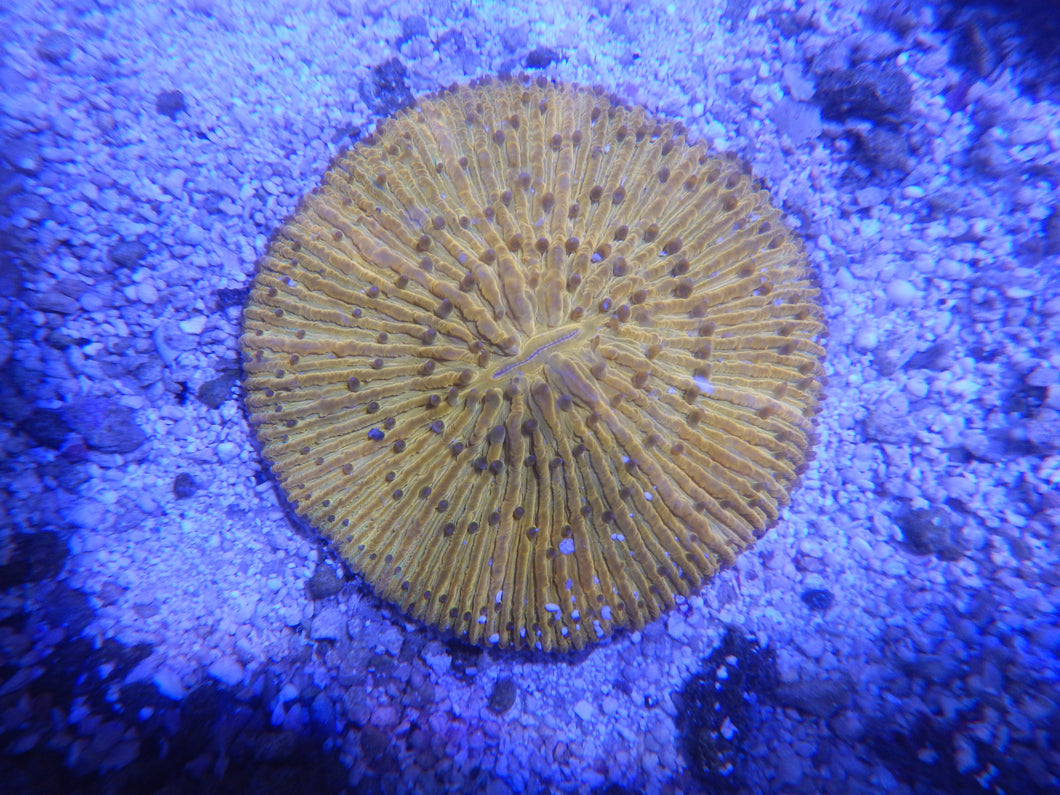 Orange Fungia