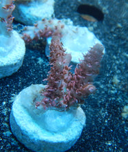 ORA Red Planet Acropora