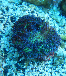 Blue Hairy Mushroom