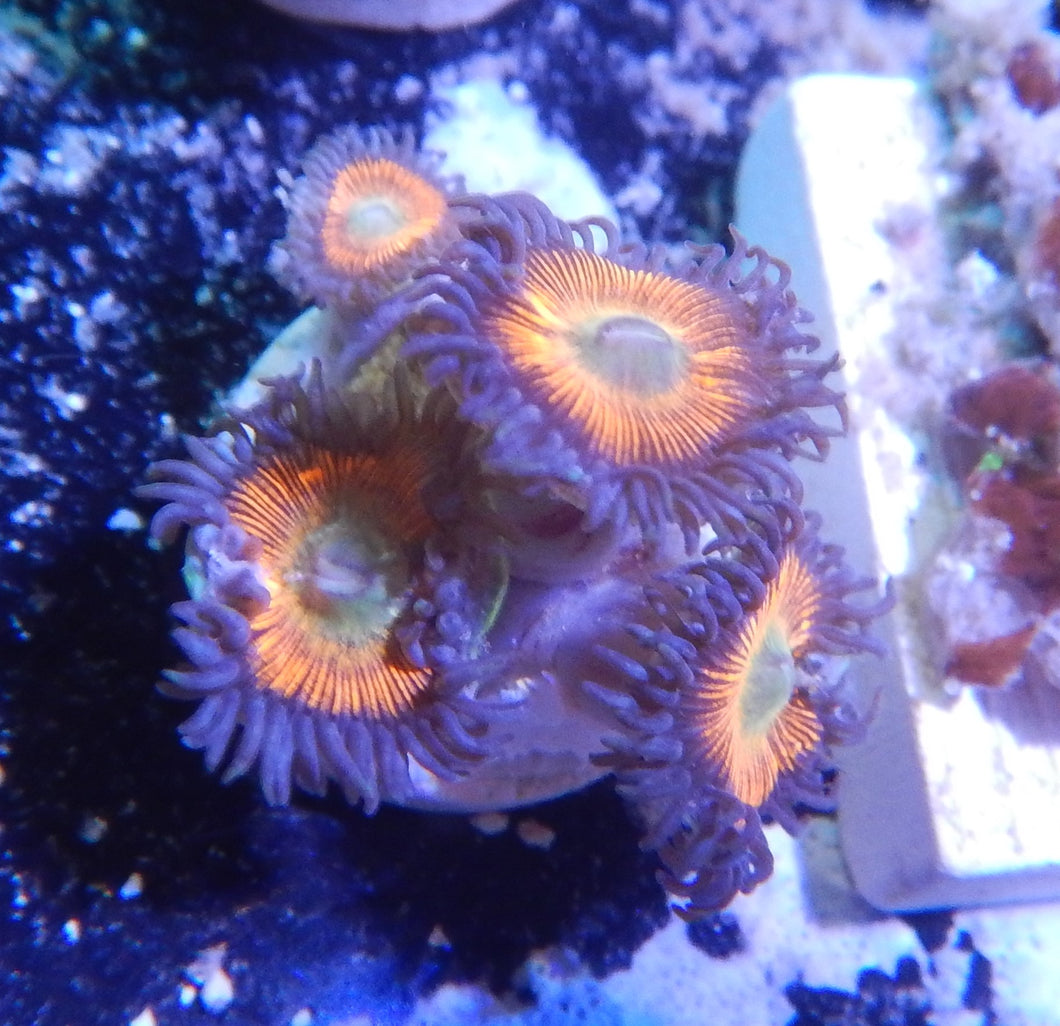 Everlasting Gobstopper palys per polyp