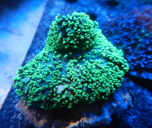 Green Hairy Mushroom