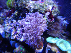 WYSIWYG Pulsing Xenia