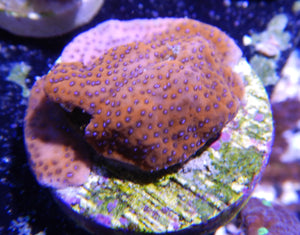 Reverse Superman Montipora WYSIWYG