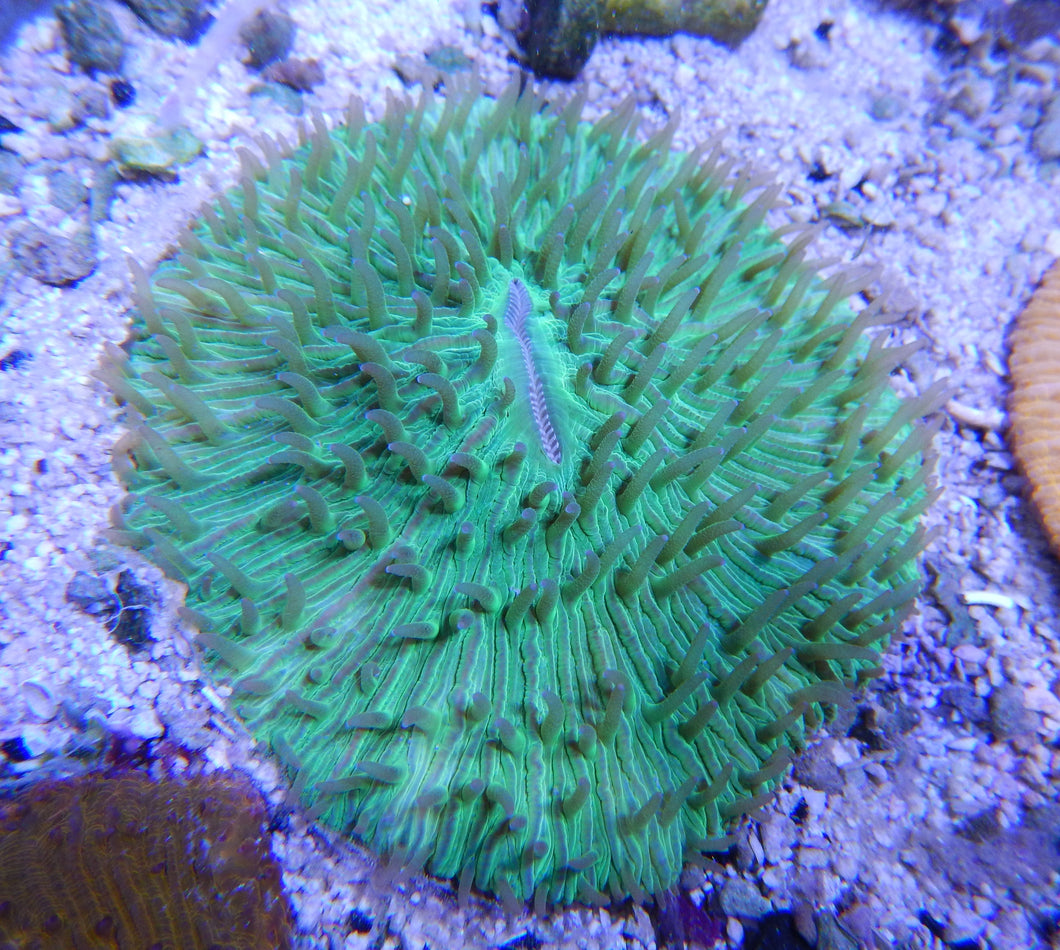 WYSIWYG Green Fungia Plate