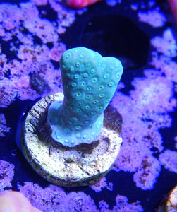 WYSIWYG Green Porites