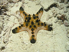 Chocolate Chip Starfish