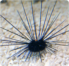 Long Spine Urchin small