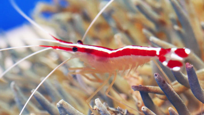 Skunk Cleaner Shrimp